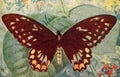 1917 Croesus Bird winged Butterfly female A4 Photo Print
