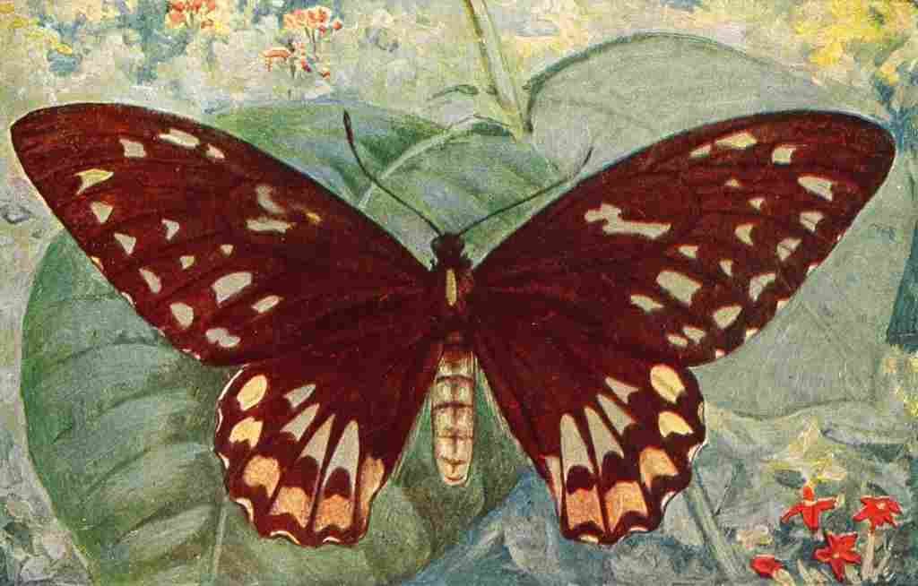 1917 Croesus Bird winged Butterfly female A4 Photo Print