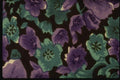 192010 Vibrant Purple And Emerald Flowers A4 Photo Print