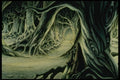 193000 Pathway Through Tangled Forest Roots A4 Photo Print