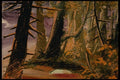 193026 Woodland Scene Amid The Trees A4 Photo Print