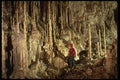 194007 A Forest Of Broomstick Columns, Guadalupe Mts., New Mexico A4 Photo Print
