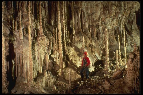 194007 A Forest Of Broomstick Columns, Guadalupe Mts., New Mexico A4 Photo Print