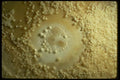 194076 Cave Pearls A4 Photo Print