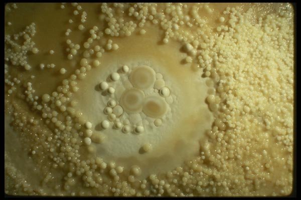194076 Cave Pearls A4 Photo Print