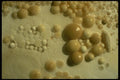194077 Cave Pearls A4 Photo Print