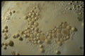 194078 Unusual Cylindrical Cave Pearls A4 Photo Print