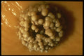194079 Cave Pearls Cemented Into A Cluster A4 Photo Print