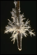 194083 Aragonite tipped Soda Straw A4 Photo Print