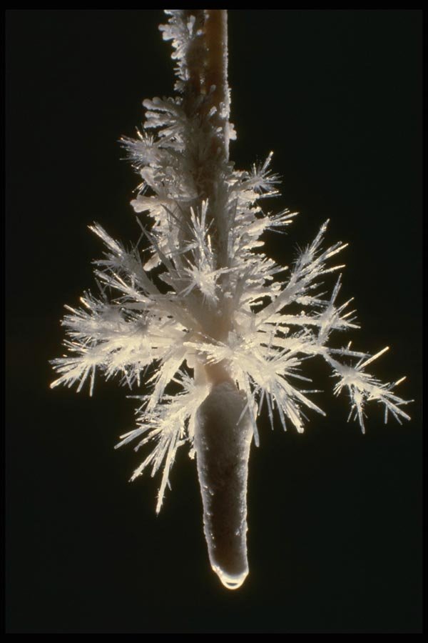 194083 Aragonite tipped Soda Straw A4 Photo Print