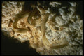 194084 Gypsum Flowers A4 Photo Print