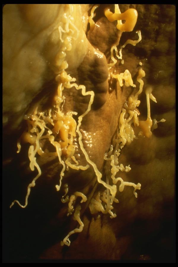 194089 Helictites eccentric Dripstone Formations A4 Photo Print