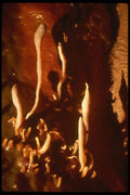 194090 Unusual Snake dancer Helictites A4 Photo Print