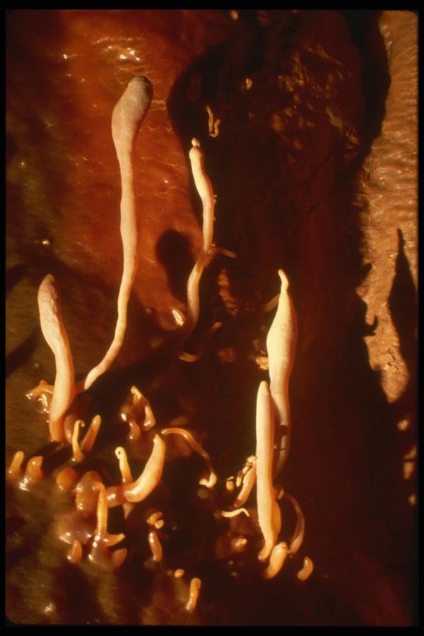 194090 Unusual Snake dancer Helictites A4 Photo Print