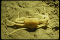 194098 Rare Blind White Cave Crab From Belize A4 Photo Print