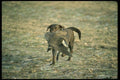 195017 Chocolate Lab Retrieves Canada Goose A4 Photo Print