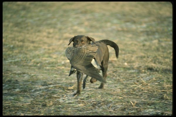 195017 Chocolate Lab Retrieves Canada Goose A4 Photo Print