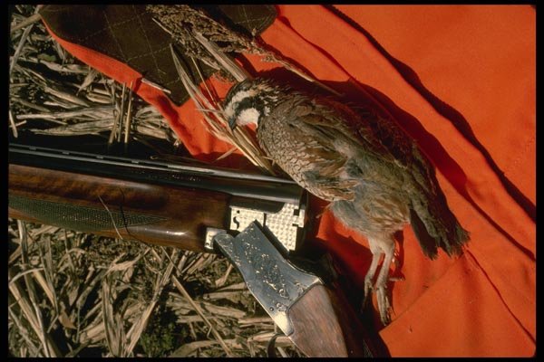 195019 Cock Bobwhite Quail And Over and under Shotgun A4 Photo Print
