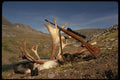 195026 Trophy Caribou A4 Photo Print