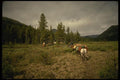 195027 Packstring Arrives At Hunting Camp In Mountains A4 Photo Print