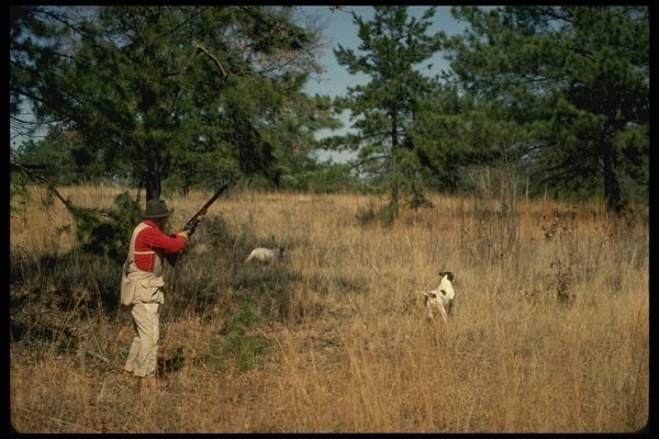 195029 Quail Hunter Flushes Bird A4 Photo Print