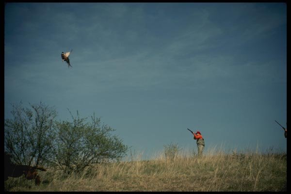 195031 Pheasant Hunter Takes Long Shot At Cockbird A4 Photo Print