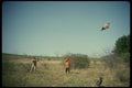 195034 Pheasant Hunters Flush Cock Pheasant A4 Photo Print