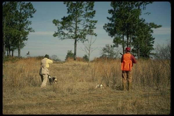 195036 Quail Hunters Flush Bird A4 Photo Print