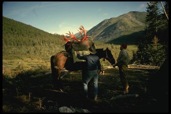 195037 Packing Horse With Trophy Caribou Antlers A4 Photo Print