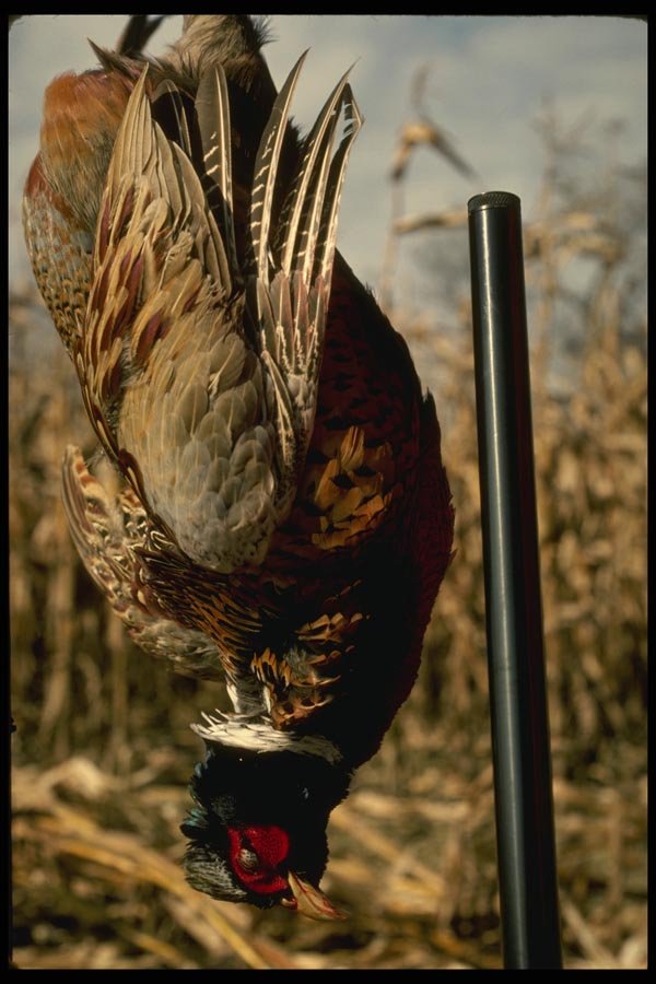 195038 Pheasant Taken With Winchoke A4 Photo Print