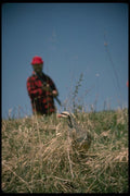 195040 Bird Hunter About To Flush Chukar Partridge A4 Photo Print