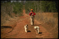 195042 Bird Hunter And Dogs Amble Down Peaceful Country Lane A4 Photo Print