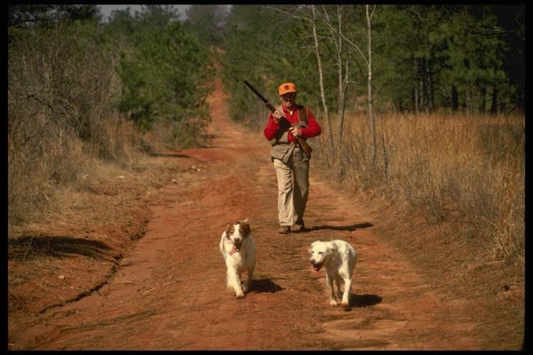 195042 Bird Hunter And Dogs Amble Down Peaceful Country Lane A4 Photo Print
