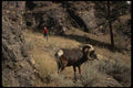 195046 Mountain Hunter Aims At Huge Trophy Stone Sheep A4 Photo Print