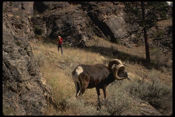 195046 Mountain Hunter Aims At Huge Trophy Stone Sheep A4 Photo Print