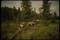 195048 Packstring Wends Its Way Back Into Camp A4 Photo Print
