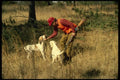 195049 Quail Hunter Accepts Retrieve From Pointer A4 Photo Print