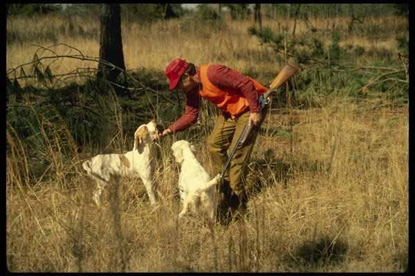 195049 Quail Hunter Accepts Retrieve From Pointer A4 Photo Print