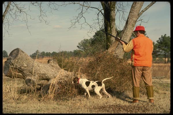195050 Southern Quail Hunter And Pointer points Covey Of Birds A4 Photo Print