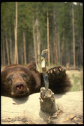 195053 Trophy Black Bear And Quality Hunting Knife A4 Photo Print