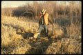 195055 Hunter With Trophy Whitetail A4 Photo Print