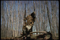 195057 Turkey Hunter Hefts Downed Bird A4 Photo Print