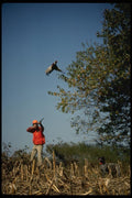195059 Hunter And Dog Flush Pheasant A4 Photo Print