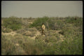 195066 Gambel's Quail Hunting In The Desert A4 Photo Print