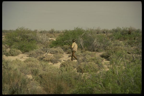 195066 Gambel's Quail Hunting In The Desert A4 Photo Print