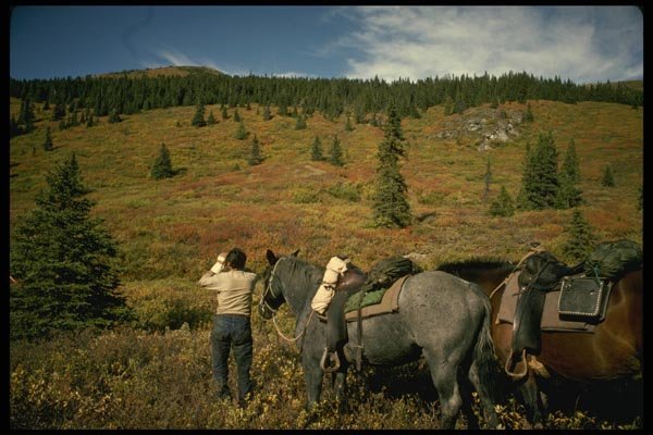 195068 Glassing Timber On Mountainside For Game A4 Photo Print