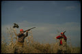 195069 Quail Hunters Flush Single Bobwhite Cock A4 Photo Print