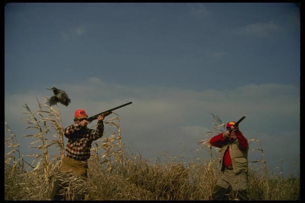 195069 Quail Hunters Flush Single Bobwhite Cock A4 Photo Print