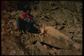 195071 Hunter Shows Trophy Mountain Goat He Has Just Shot A4 Photo Print