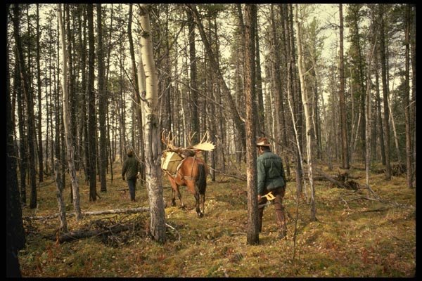 195072 Bringing Out The Moose Trophy A4 Photo Print